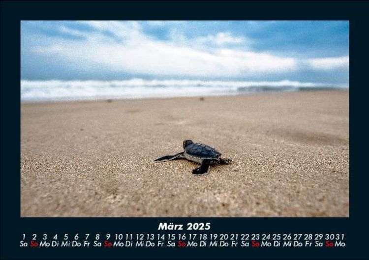 Produktbild: Schildkr&ouml;tenzauber 2025 Fotokalender DIN A5