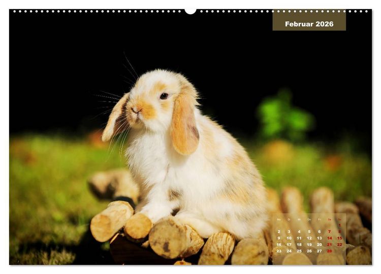 Produktbild: Kaninchen klein und putzig (Wandkalender 2026 DIN A2 quer), CALVENDO Monatskalender