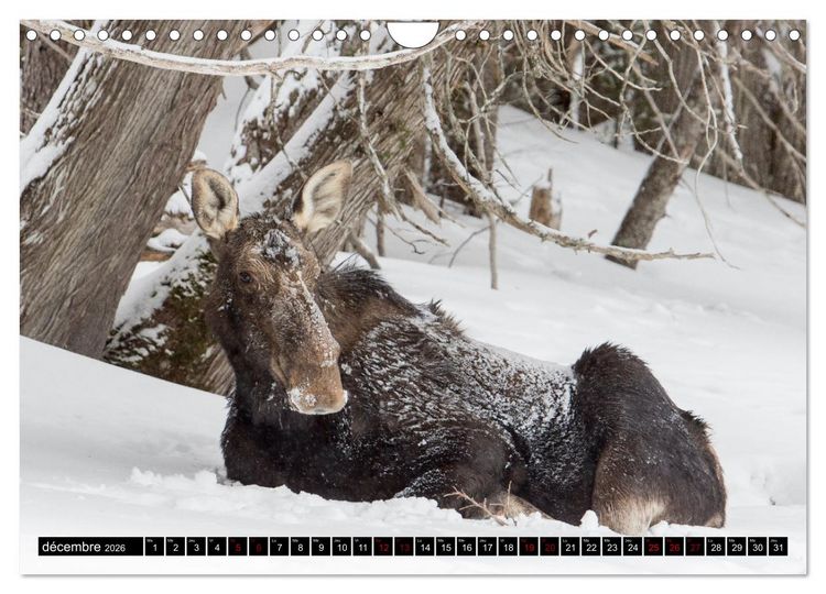 Produktbild: LE G&Eacute;ANT DES FOR&Ecirc;TS CANADIENNES (Calendrier mural 2026 DIN A4 vertical), CALVENDO calendrier mensuel