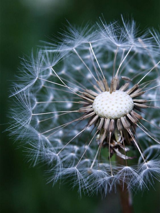 Produktbild: Pusteblume (Puzzle)