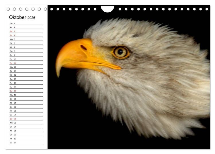 Produktbild: Der Wei&szlig;kopfseeadler (Wandkalender 2026 DIN A4 quer), CALVENDO Monatskalender