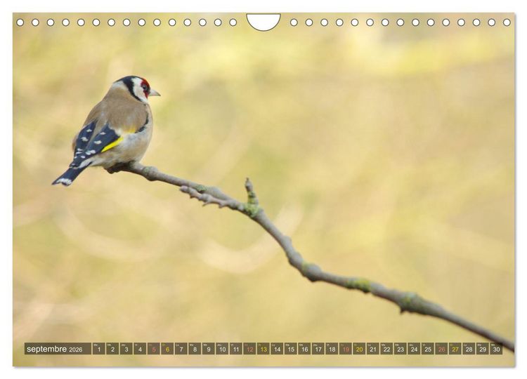 Produktbild: Chardonnerets - Portraits d'une esp&egrave;ce &eacute;blouissante (Calendrier mural 2026 DIN A4 vertical), CALVENDO calendrier mensuel