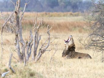Produktbild: CALVENDO Puzzle Afrika: G&auml;hnender L&ouml;we, Botswana | 1000 Teile Lege-Gr&ouml;&szlig;e 64x48cm Foto-Puzzle f&uuml;r gl&uuml;ckliche Stunden
