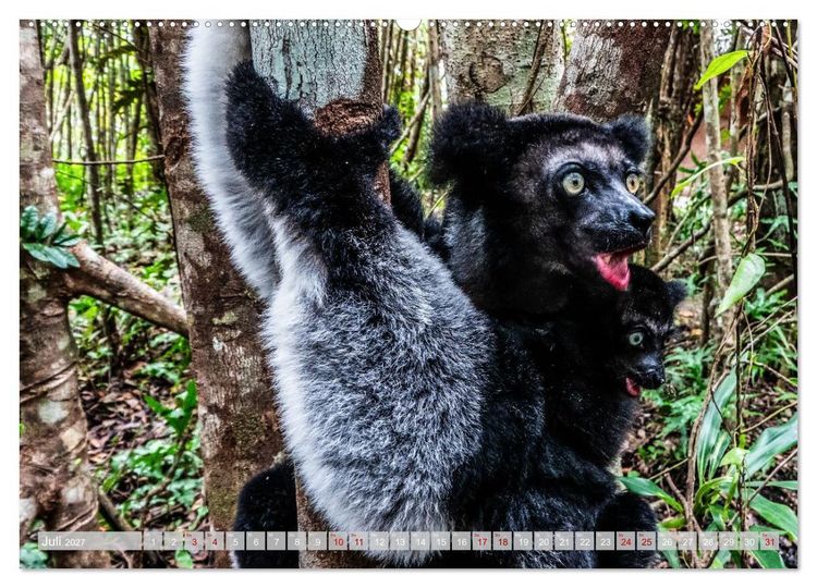 Produktbild: Wildnis Madagaskar (Wandkalender 2027 DIN A2 quer), CALVENDO Monatskalender