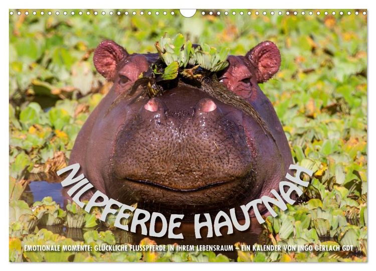Produktbild: Emotionale Momente: Nilpferde hautnah (Wandkalender 2026 DIN A3 quer), CALVENDO Monatskalender