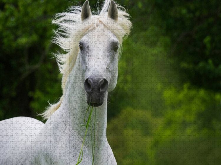 Produktbild: CALVENDO Puzzle Traumpferd Lipizzaner Portr&auml;t | 1000 Teile Lege-Gr&ouml;&szlig;e 64x48cm Foto-Puzzle f&uuml;r gl&uuml;ckliche Stunden