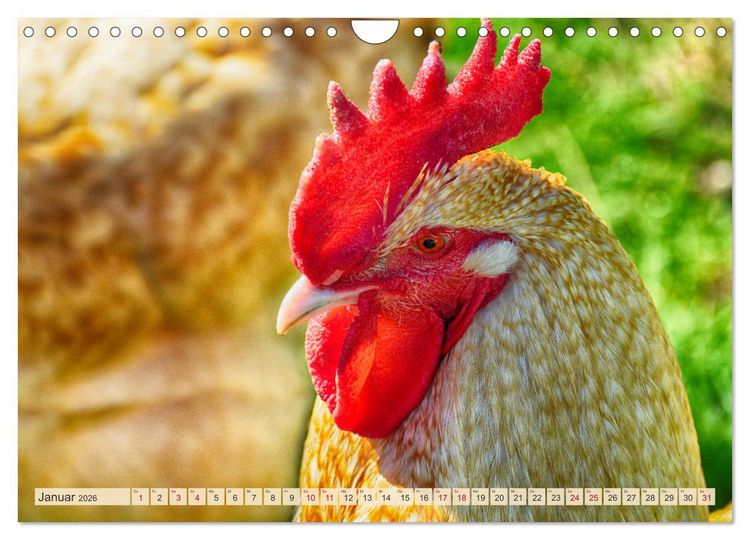 Produktbild: Charmante H&uuml;hner (Wandkalender 2026 DIN A4 quer), CALVENDO Monatskalender