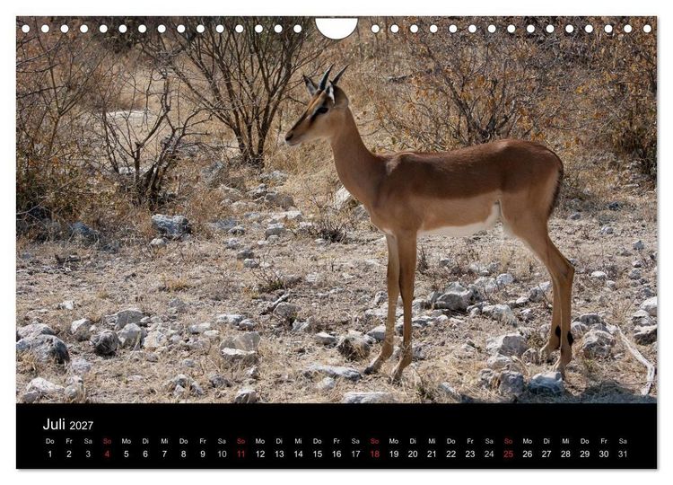 Produktbild: Wildlife Namibia (Wandkalender 2027 DIN A4 quer), CALVENDO Monatskalender