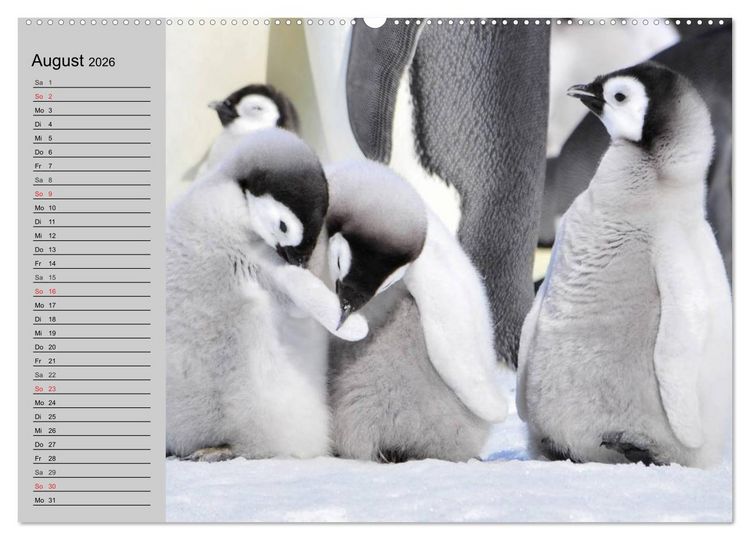 Produktbild: Pinguine - Watscheln im festlichen Kleid (hochwertiger Premium Wandkalender 2026 DIN A2 quer), Kunstdruck in Hochglanz