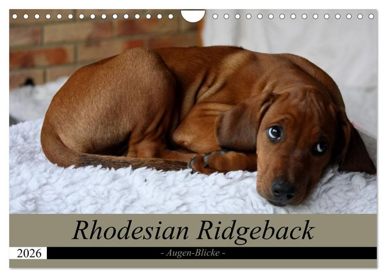 Produktbild: Rhodesian Ridgeback Augen-Blicke (Wandkalender 2026 DIN A4 quer), CALVENDO Monatskalender