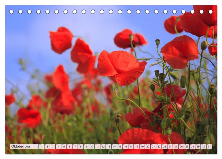 Produktbild: Mohnblumen. Leuchtender Liebreiz auf Wiesen und in G&auml;rten (Tischkalender 2026 DIN A5 quer), CALVENDO Monatskalender