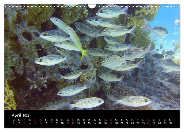 Produktbild: Rotes Meer - Unterwasserimpressionen (Wandkalender 2026 DIN A3 quer), CALVENDO Monatskalender