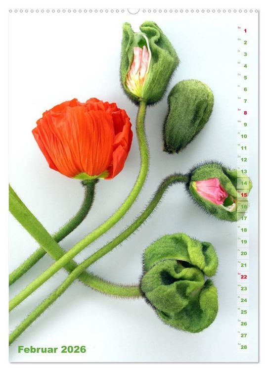 Produktbild: Mohn - Ein Bl&uuml;tentraum (hochwertiger Premium Wandkalender 2026 DIN A2 hoch), Kunstdruck in Hochglanz