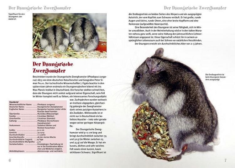 Produktbild: Der Dsungarische Zwerghamster