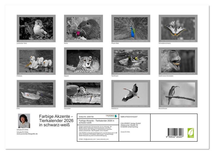 Produktbild: Farbige Akzente - Tierkalender 2026 in schwarz-wei&szlig; (Wandkalender 2026 DIN A3 quer), CALVENDO Monatskalender