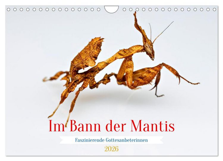 Produktbild: Im Bann der Mantis (Wandkalender 2026 DIN A4 quer), CALVENDO Monatskalender