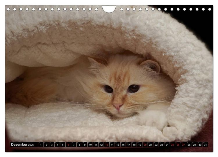 Produktbild: Heilige Birma Katzenkalender (Wandkalender 2026 DIN A4 quer), CALVENDO Monatskalender