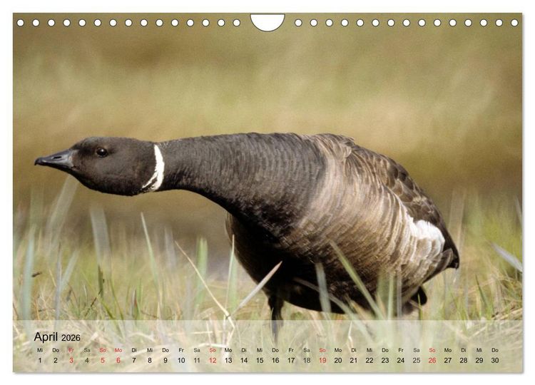 Produktbild: G&auml;nse und Enten. Schnattern, watscheln, quaken! (Wandkalender 2026 DIN A4 quer), CALVENDO Monatskalender