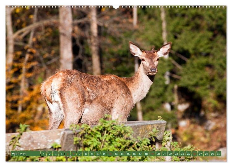 Produktbild: Waidmannsheil und Waidmannsdank (hochwertiger Premium Wandkalender 2026 DIN A2 quer), Kunstdruck in Hochglanz