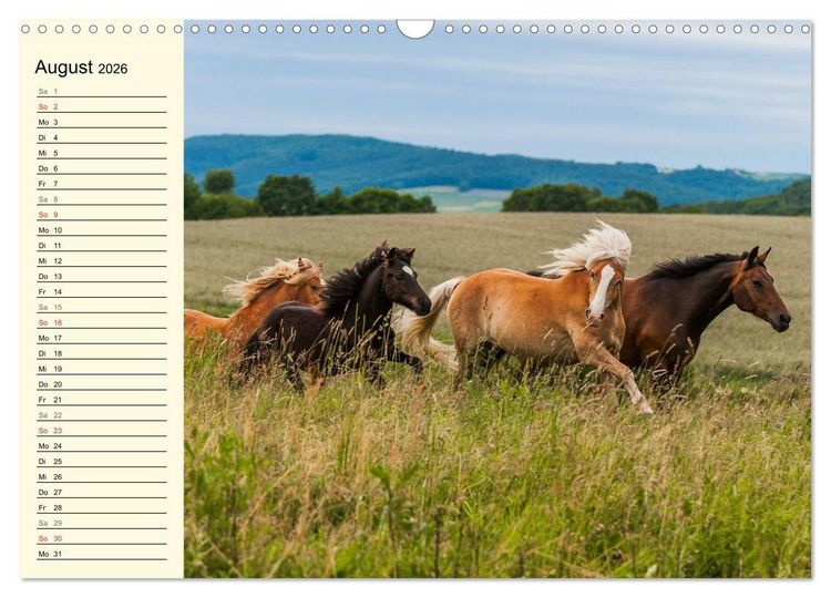 Produktbild: Welt der Pferde (Wandkalender 2026 DIN A3 quer), CALVENDO Monatskalender