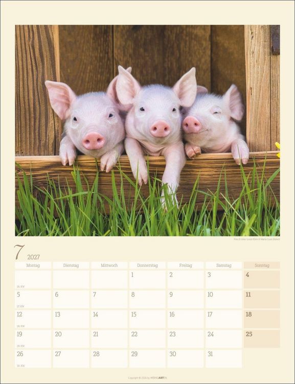 Produktbild: Schweinchen Kalender 2027