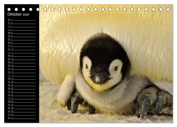 Produktbild: Pinguine - Kaiser- und K&ouml;nigspinguine (Tischkalender 2026 DIN A5 quer), CALVENDO Monatskalender