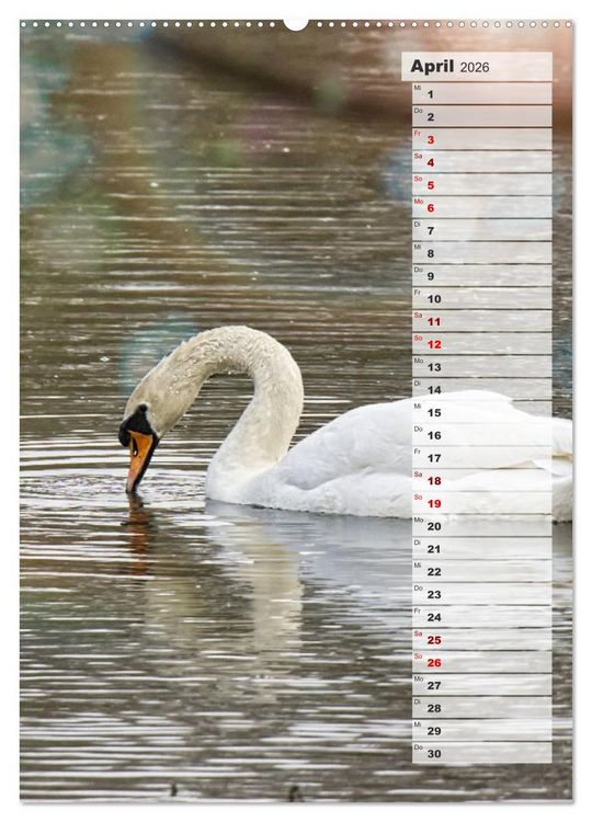 Produktbild: Stolze Schw&auml;ne (hochwertiger Premium Wandkalender 2026 DIN A2 hoch), Kunstdruck in Hochglanz