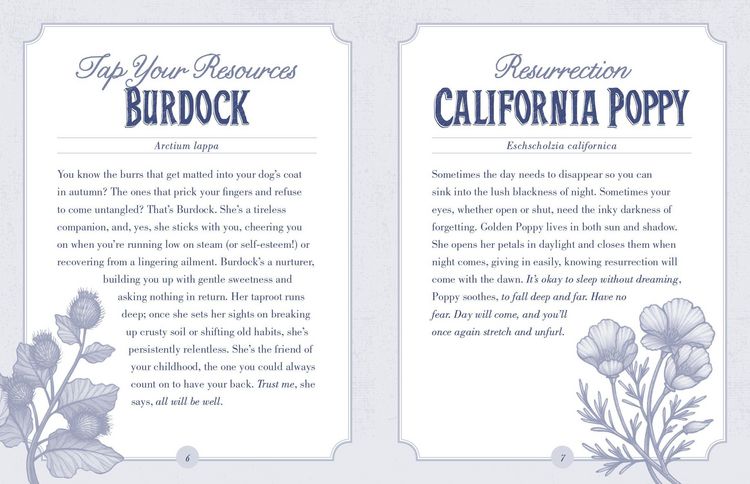 Produktbild: Illustrated Herbiary Oracle Cards