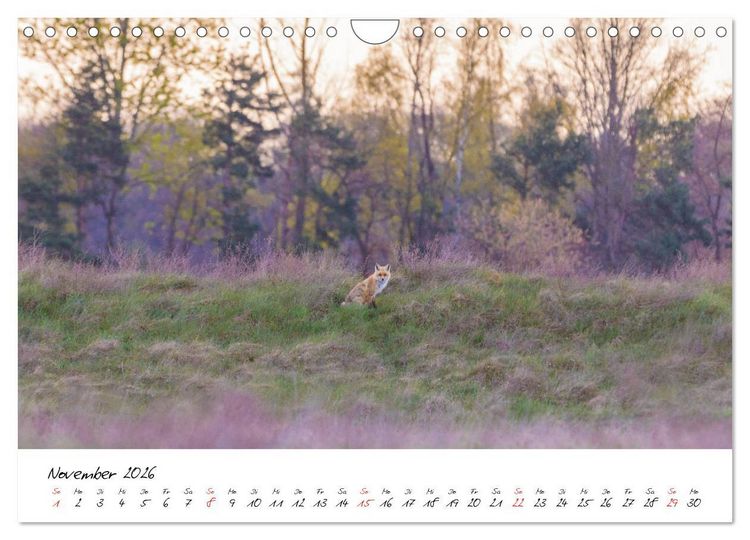 Produktbild: Fuchs entdeckt - im Naturparadies der Mecklenburgischen Seenplatte (Wandkalender 2026 DIN A4 quer), CALVENDO Monatskalender