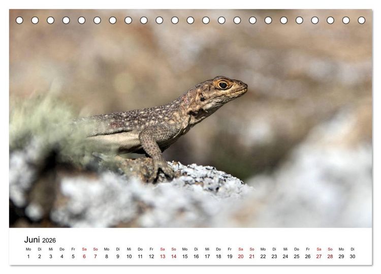 Produktbild: Tiere Madagaskars (Tischkalender 2026 DIN A5 quer), CALVENDO Monatskalender