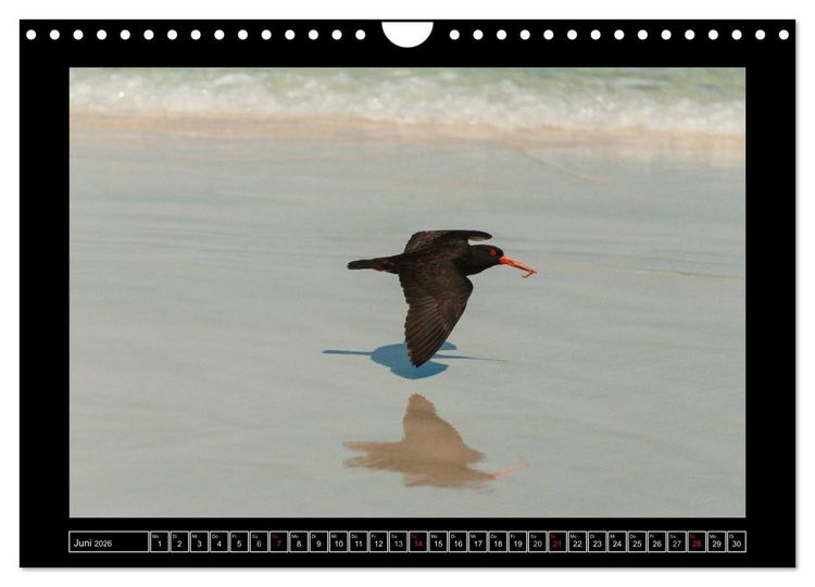 Produktbild: V&ouml;gel von "Down Under" Australien (Wandkalender 2026 DIN A4 quer), CALVENDO Monatskalender
