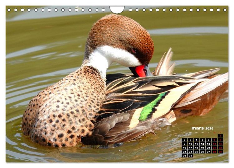 Produktbild: Oiseaux exotiques (Calendrier mural 2026 DIN A4 vertical), CALVENDO calendrier mensuel