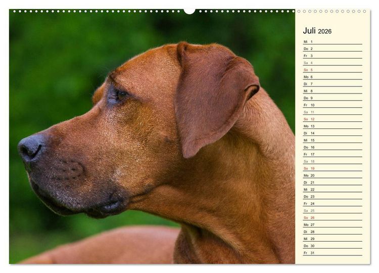 Produktbild: Rhodesian Ridgeback 2026 (hochwertiger Premium Wandkalender 2026 DIN A2 quer), Kunstdruck in Hochglanz
