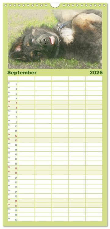 Produktbild: Familienplaner 2026 - Hundewelpen 2026 mit 5 Spalten (Wandkalender, 21 x 45 cm) CALVENDO