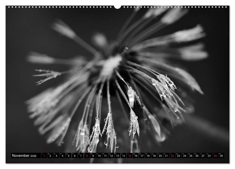 Produktbild: Pusteblume - Impressionen in schwarzwei&szlig; (Wandkalender 2026 DIN A2 quer), CALVENDO Monatskalender