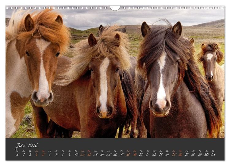 Produktbild: Islandpferde im Isi-Land (Wandkalender 2026 DIN A3 quer), CALVENDO Monatskalender
