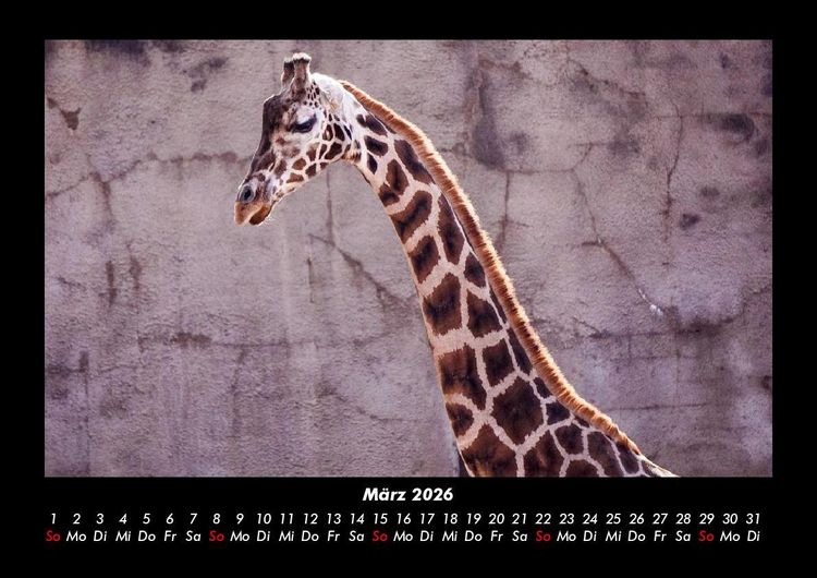 Produktbild: Giraffen 2026 Fotokalender DIN A3