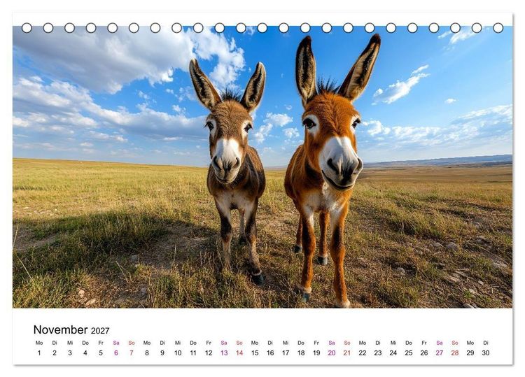 Produktbild: Esel - neugierige Typen (Tischkalender 2027 DIN A5 quer), CALVENDO Monatskalender