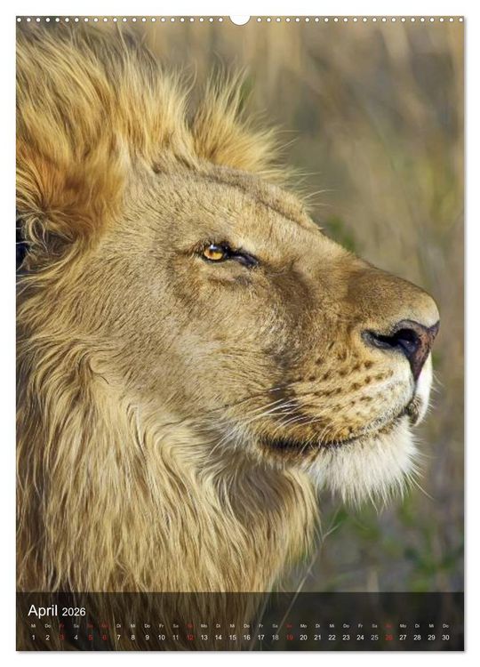 Produktbild: Gro&szlig;katzen. Raubkatzengesichter (hochwertiger Premium Wandkalender 2026 DIN A2 hoch), Kunstdruck in Hochglanz