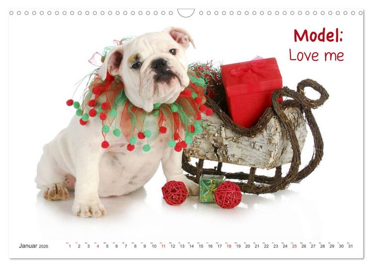 Produktbild: English Bulldog XXL Models (Wandkalender 2026 DIN A3 quer), CALVENDO Monatskalender