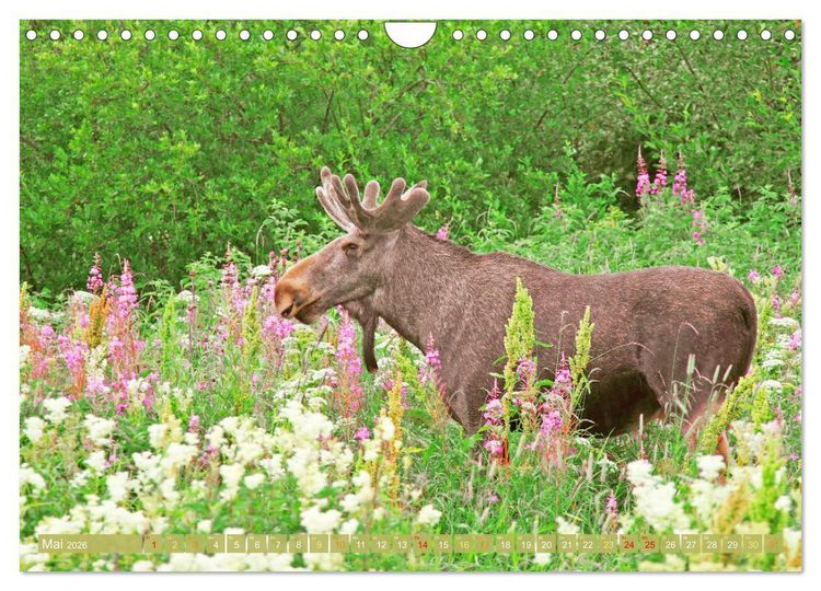 Produktbild: Elche: Nordische Riesen (Wandkalender 2026 DIN A4 quer), CALVENDO Monatskalender