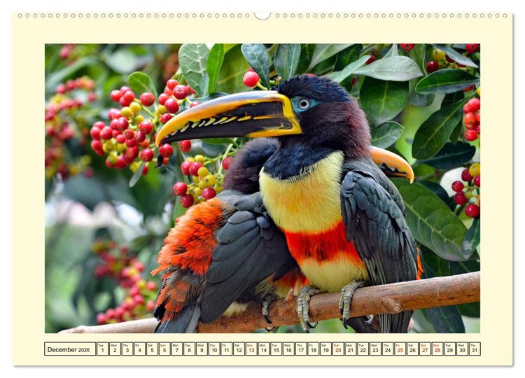 Produktbild: Toucans - clowns of the jungle (Wall Calendar 2026 DIN A2 landscape), CALVENDO 12 Month Wall Calendar