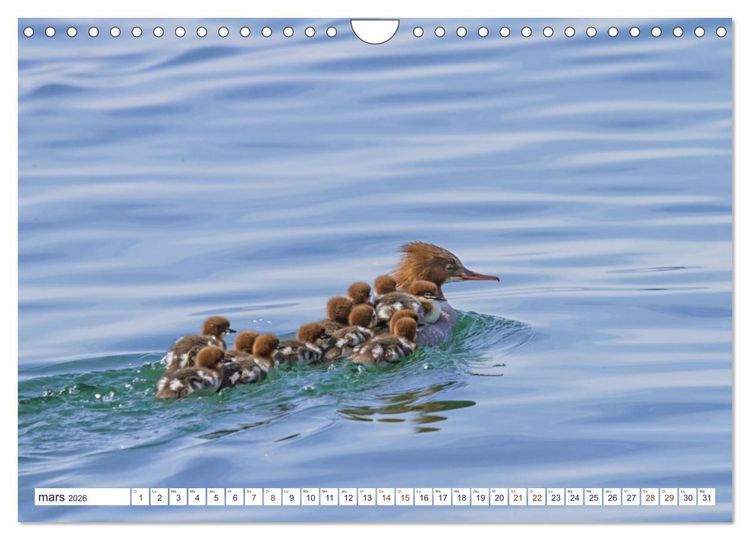Produktbild: Oiseaux aquatiques en famille (Calendrier mural 2026 DIN A4 vertical), CALVENDO calendrier mensuel