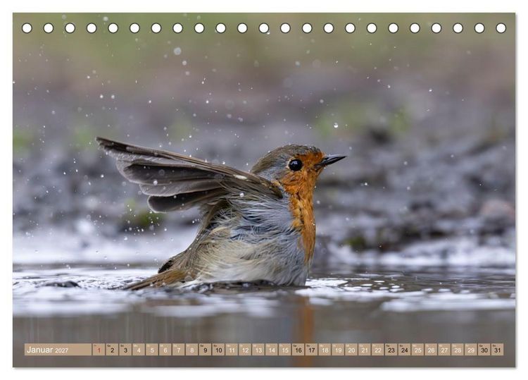 Produktbild: Robin, das s&uuml;&szlig;e Rotkehlchen (Tischkalender 2027 DIN A5 quer), CALVENDO Monatskalender