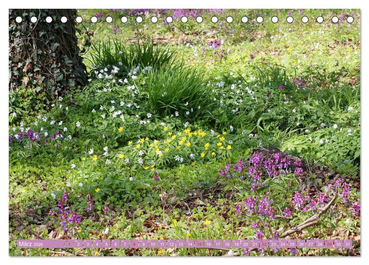 Produktbild: Wundersch&ouml;ne Wildblumen (Tischkalender 2026 DIN A5 quer), CALVENDO Monatskalender