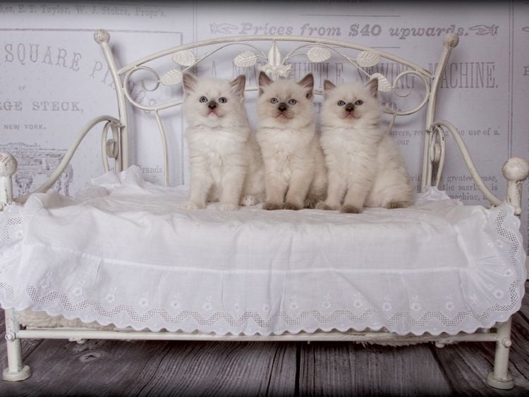 Produktbild: CALVENDO Puzzle Ein Motiv aus dem Kalender RAGDOLLS Impressionen aus der Kinderstube | 1000 Teile Lege-Gr&ouml;&szlig;e 64x48cm Foto-Puzzle f&uuml;r gl&uuml;ckliche Stunden
