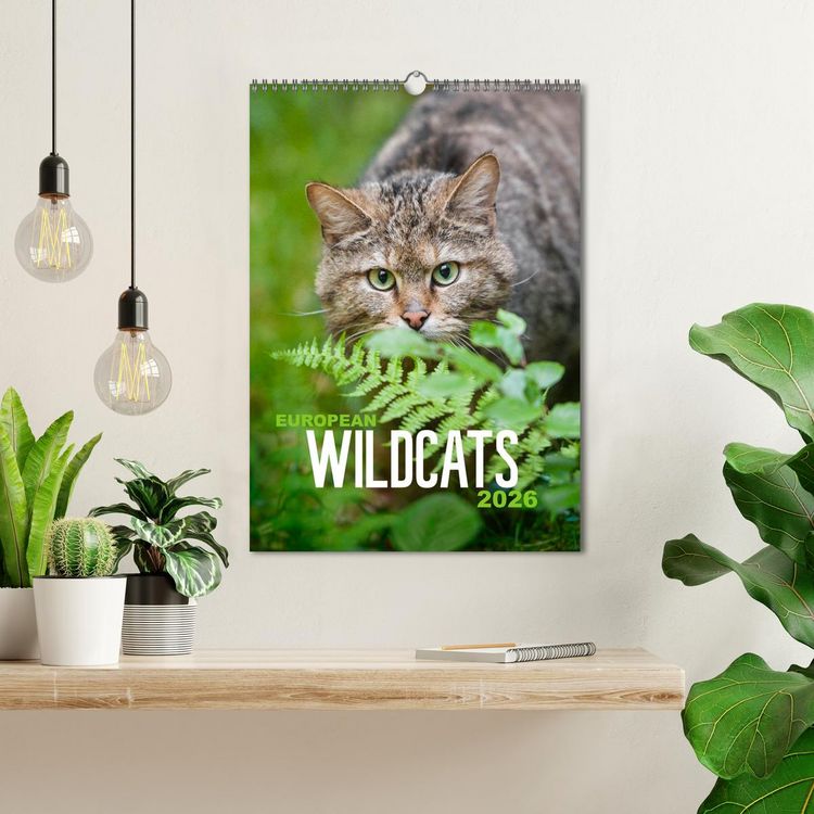 Produktbild: European Wildcats (Wall Calendar 2026 DIN A3 portrait), CALVENDO 12 Month Wall Calendar