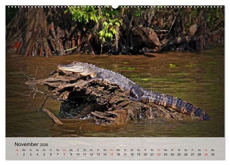 Produktbild: Gro&szlig;e Echsen. Krokodile und Alligatoren (hochwertiger Premium Wandkalender 2026 DIN A2 quer), Kunstdruck in Hochglanz