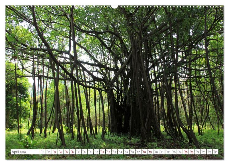 Produktbild: Indonesien pur und sch&ouml;n (Wandkalender 2026 DIN A2 quer), CALVENDO Monatskalender