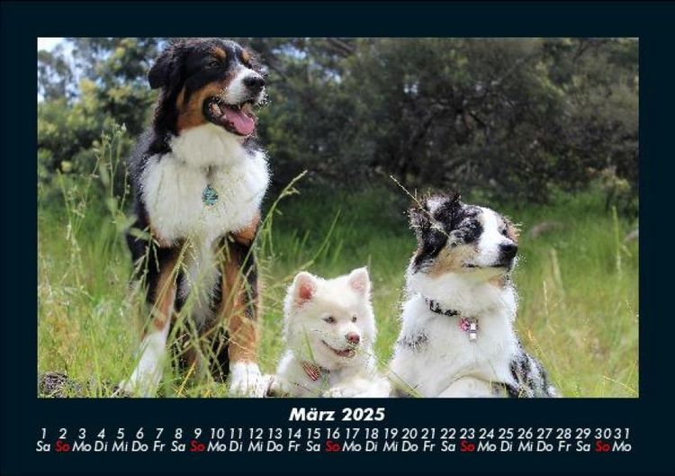 Produktbild: Hunde 2025 Fotokalender DIN A5